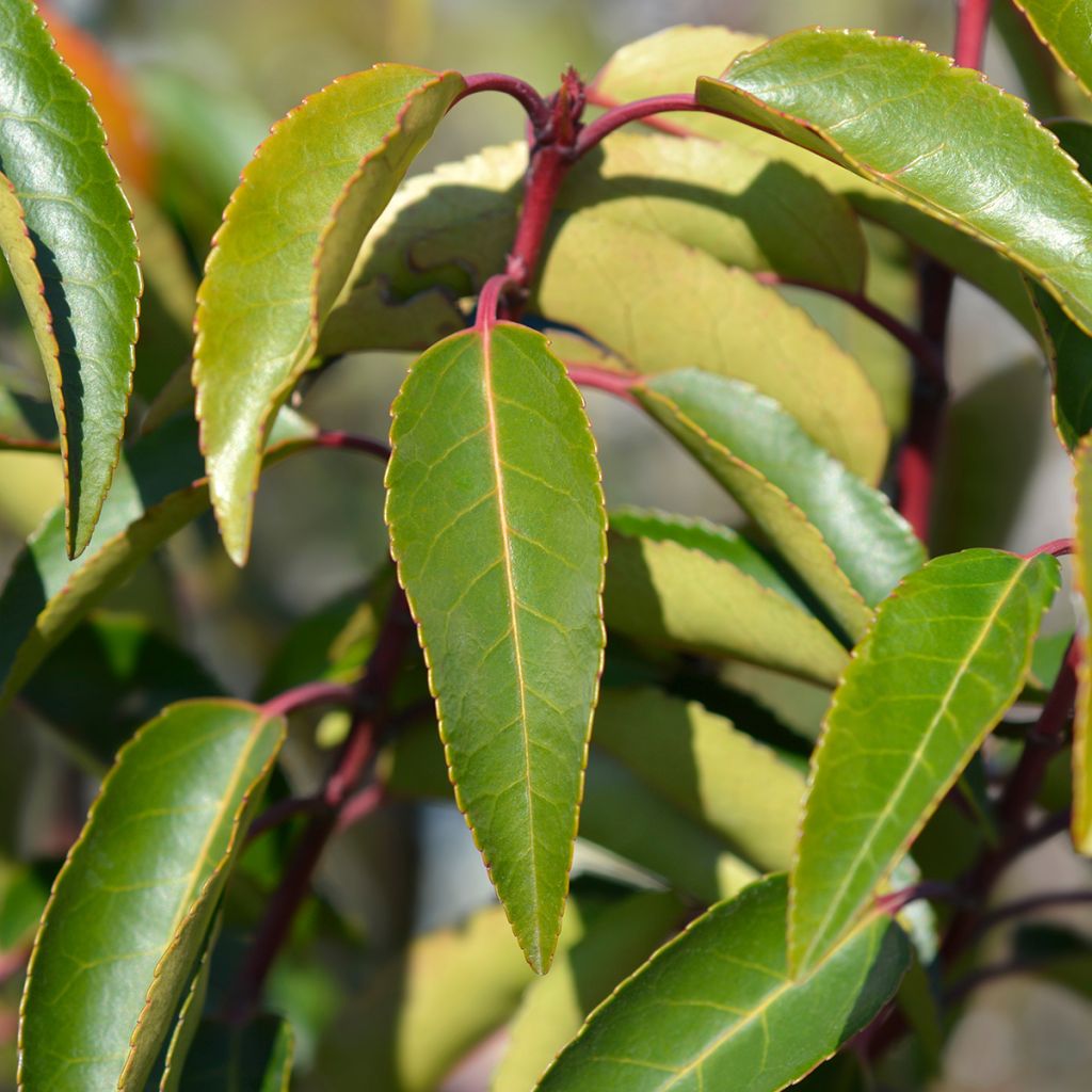 Laurier du Portugal, Prunus lusitanica Angustifolia 