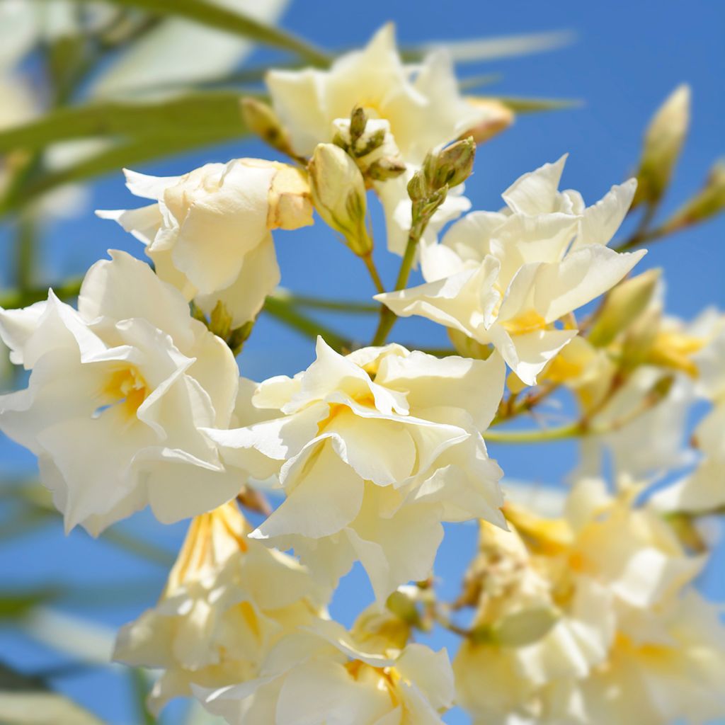 Laurier rose Luteum Plenum - Nerium oleander