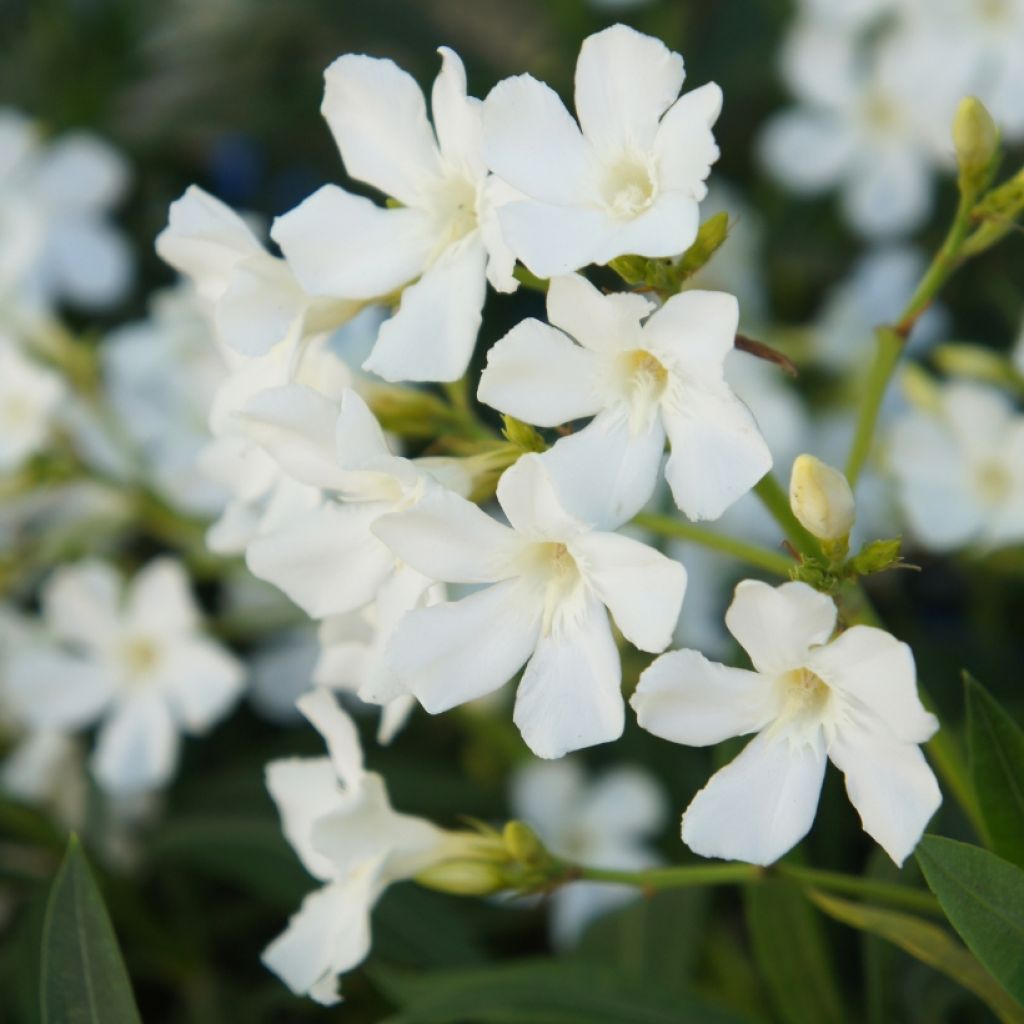 Laurier rose - Nerium oleander Blanc