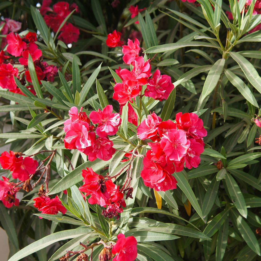 Laurier rose - Nerium oleander Rouge Double