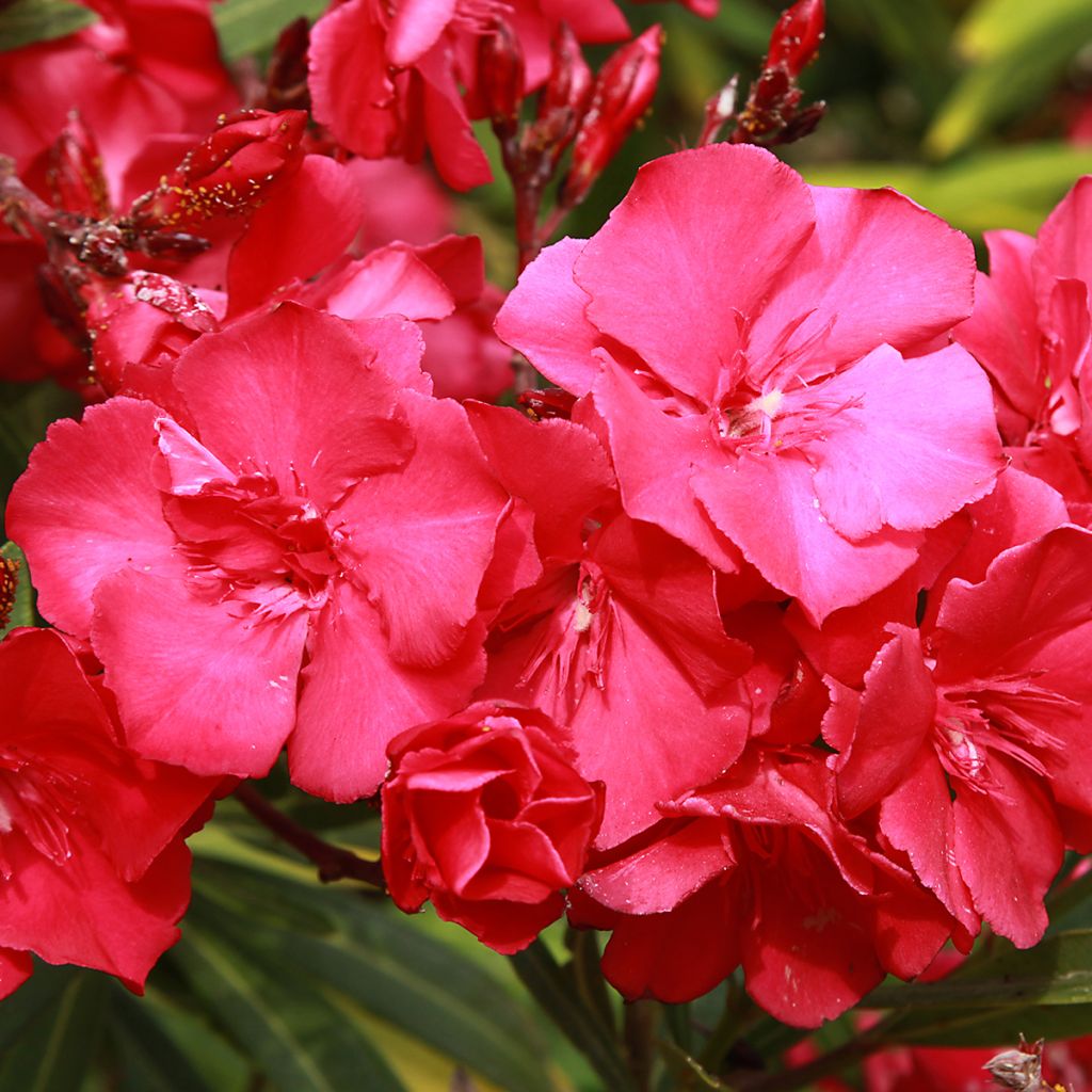 Laurier rose - Nerium oleander Rouge Double