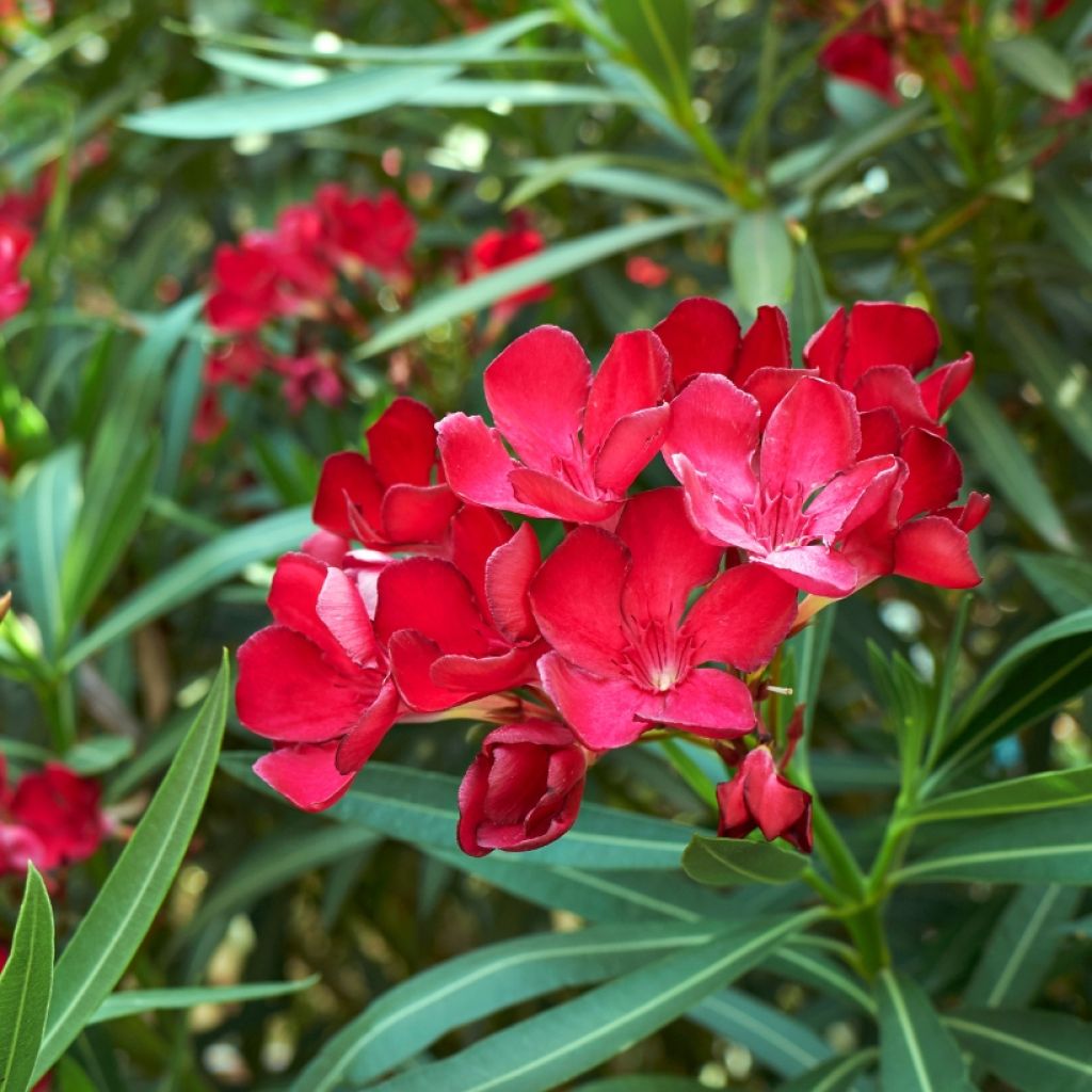Laurier rose - Nerium oleander Rouge Simple