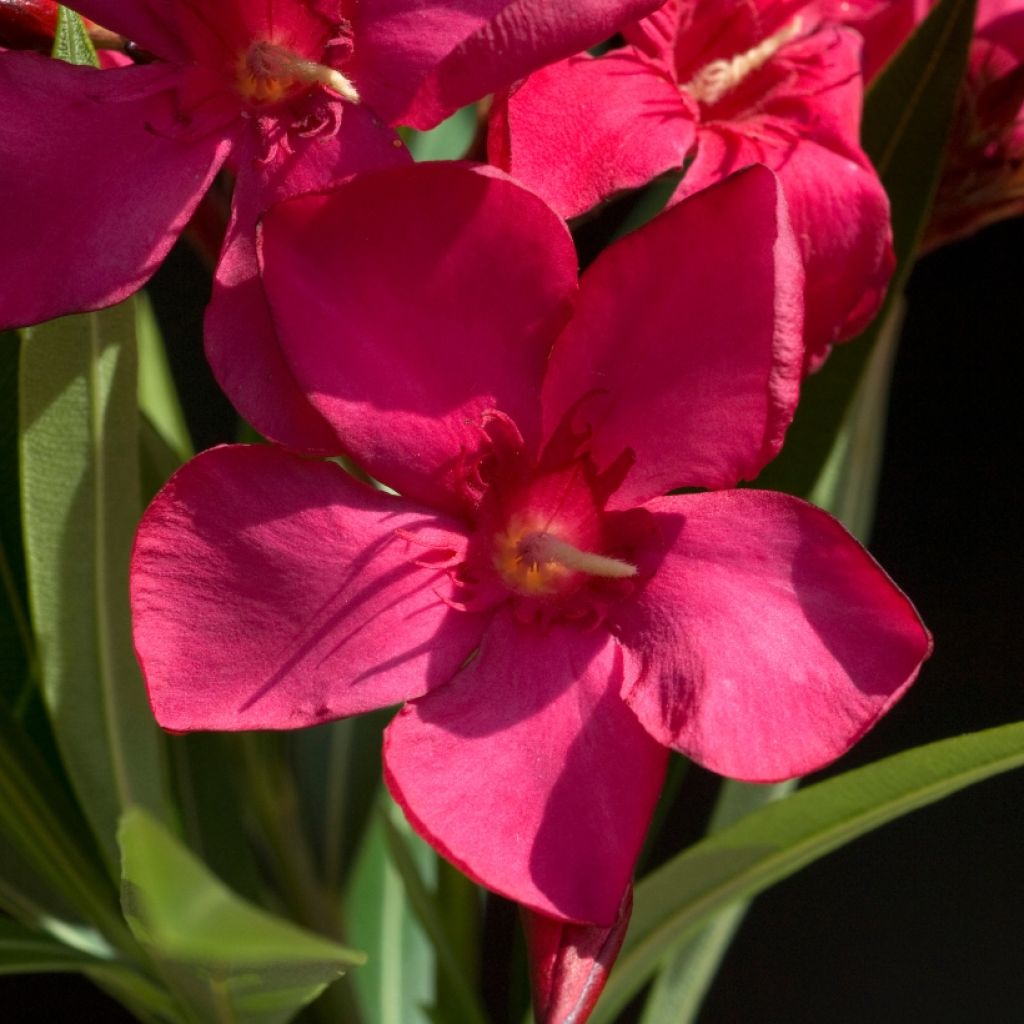 Laurier rose - Nerium oleander Rouge Simple
