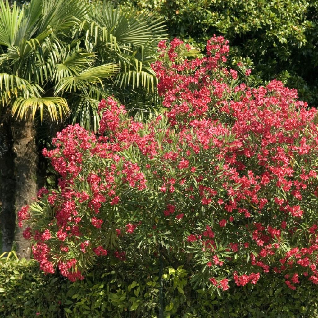 Laurier rose - Nerium oleander Rouge Simple