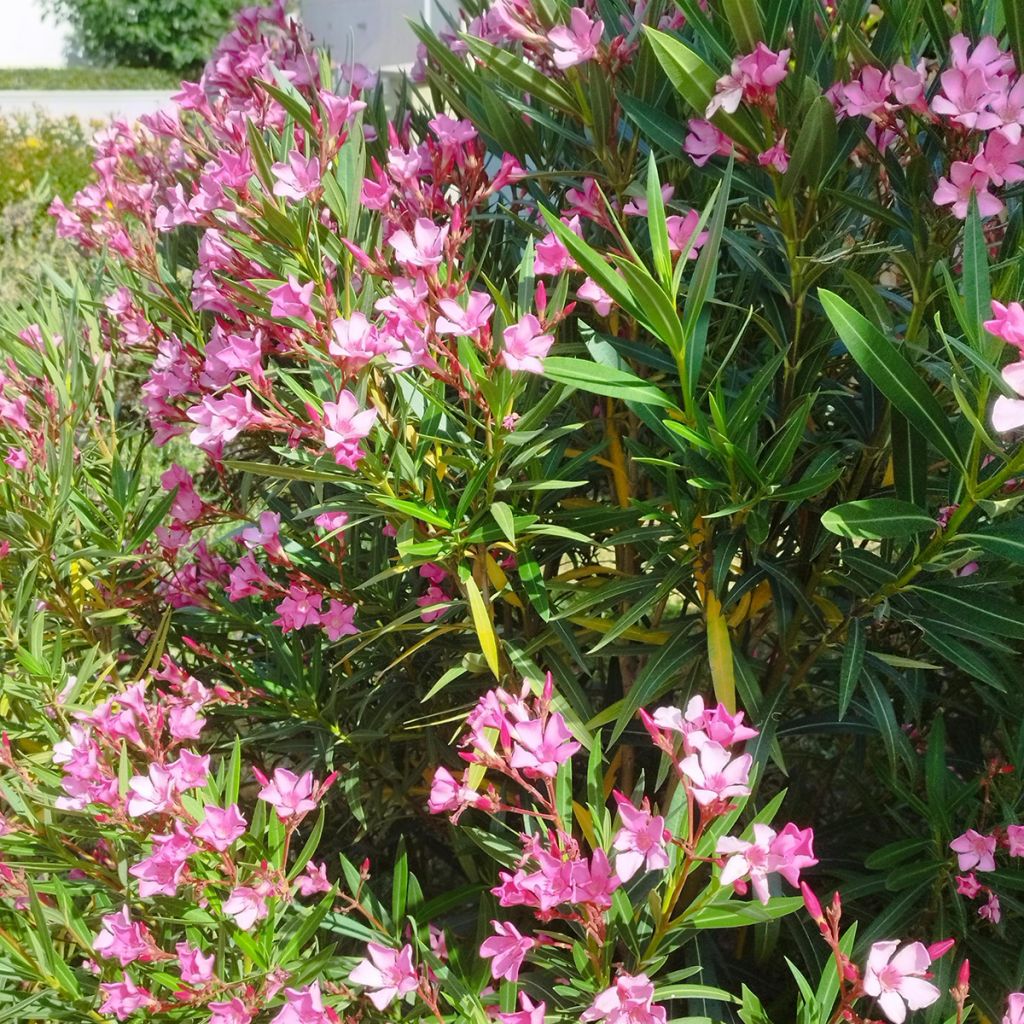 Laurier rose - Nerium oleander Rose
