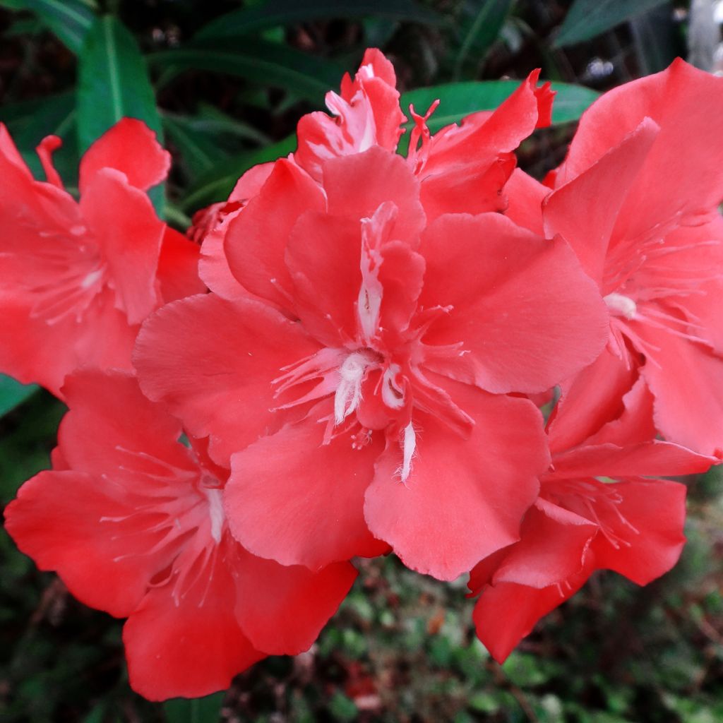 Laurier rose Scarlet Beauty -Nerium oleander