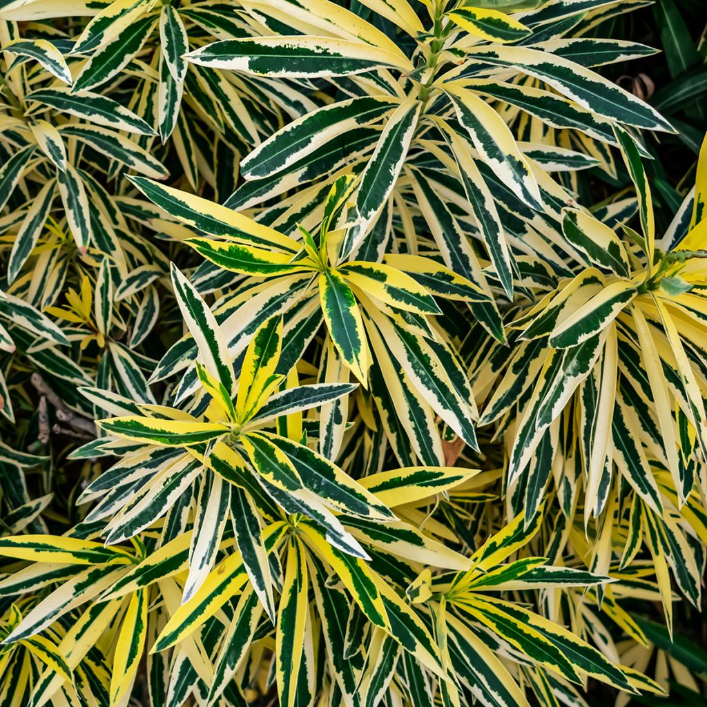 Laurier rose Variegata - Nerium oleander