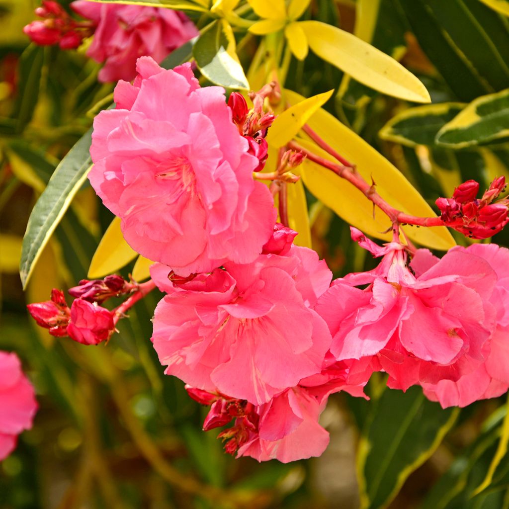Laurier rose Variegata - Nerium oleander