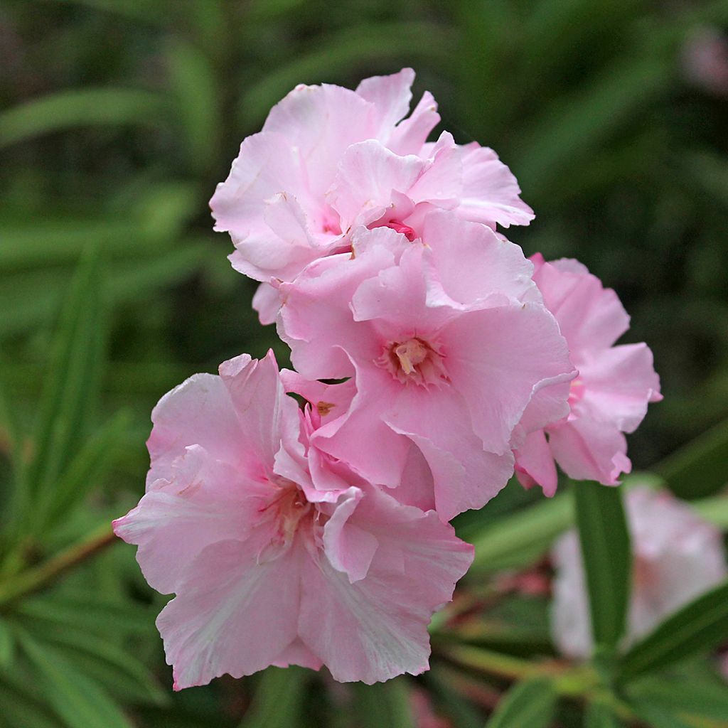 Laurier rose double Roseum Plenum - Nerium oleander