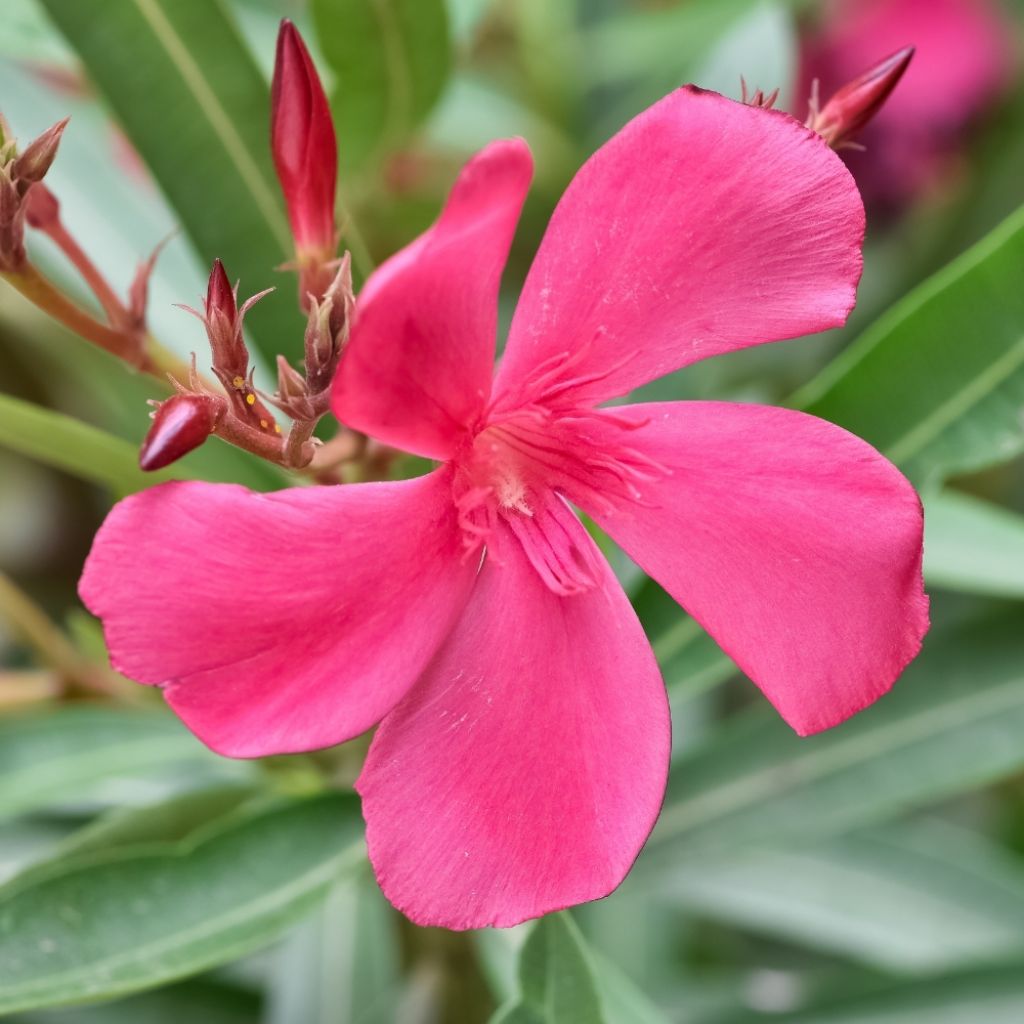 Laurier-rose Framboise – Nerium oleander