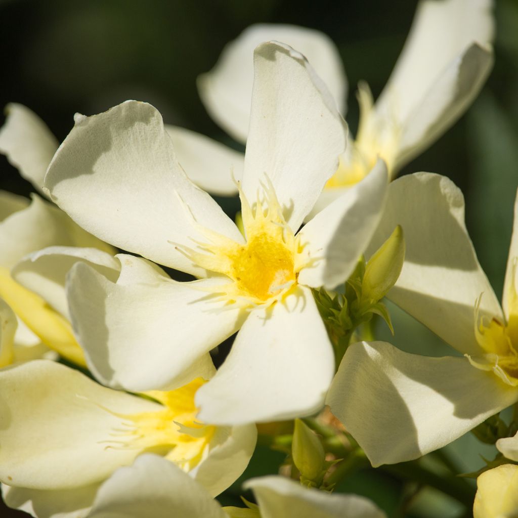 Laurier-rose Isle of Capri – Nerium oleander