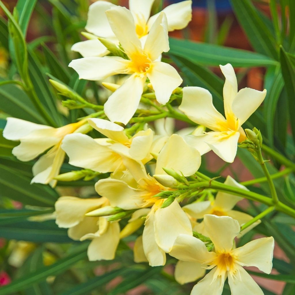 Laurier-rose Isle of Capri – Nerium oleander