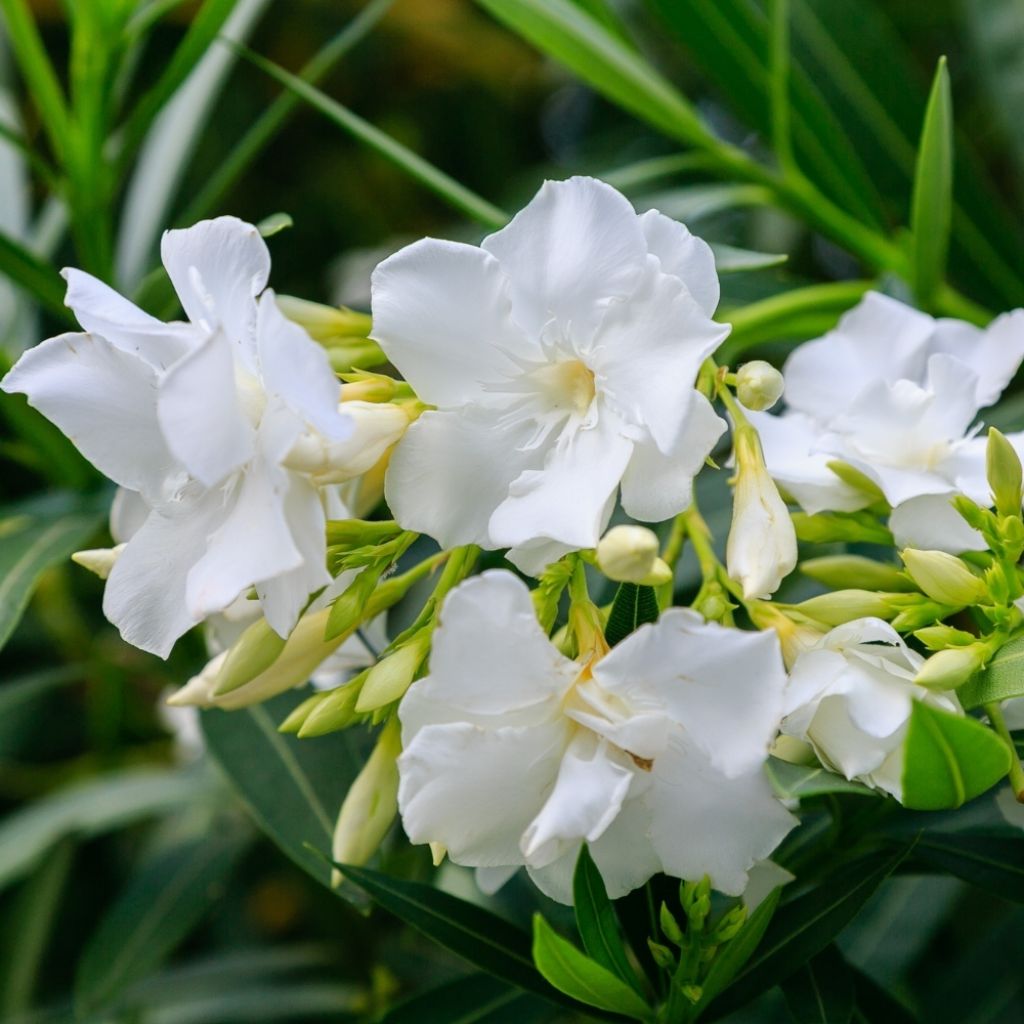 Laurier-rose Mont Blanc – Nerium oleander
