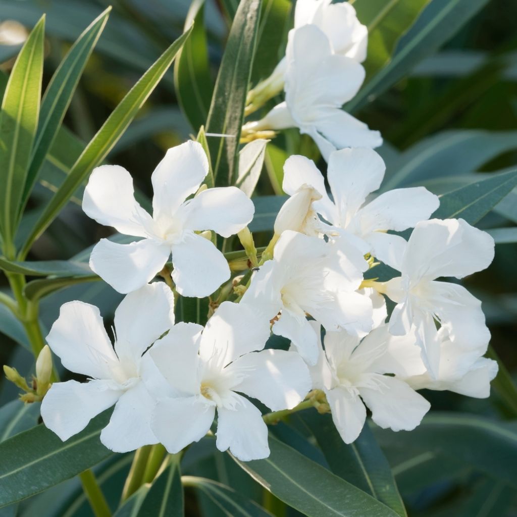 Laurier rose Petite White – Nerium oleander