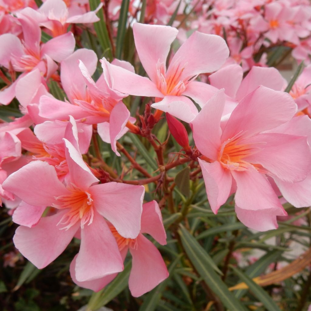Laurier-rose Tito Poggi – Nerium oleander