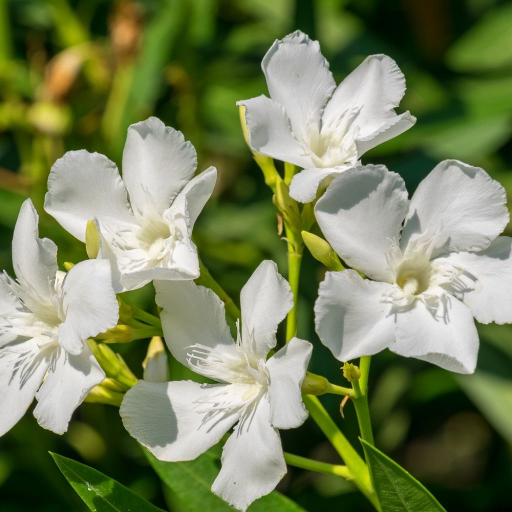 Laurier rose Soeur Agnes - Nerium oleander