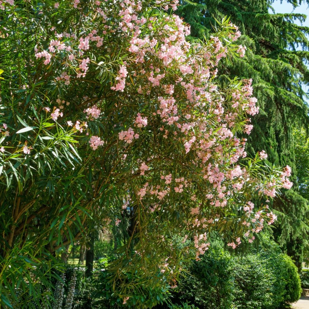 Laurier-rose Tito Poggi – Nerium oleander