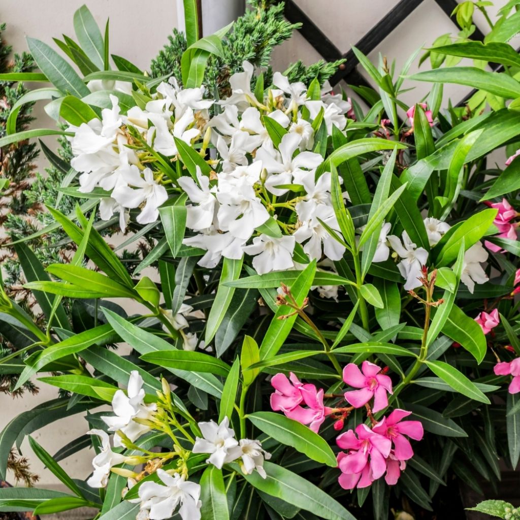 Laurier rose - Nerium oleander Blanc