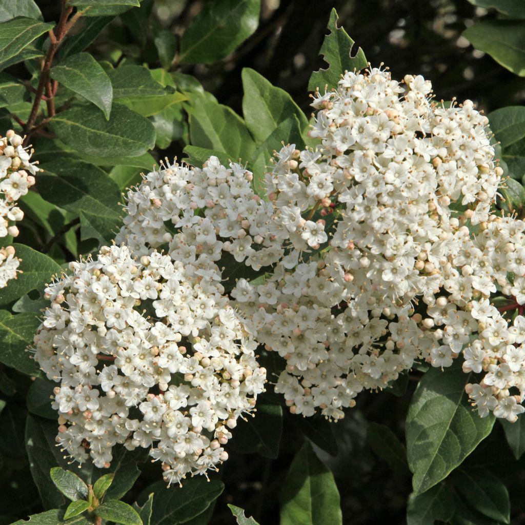 Viorne, Laurier-tin - Viburnum tinus