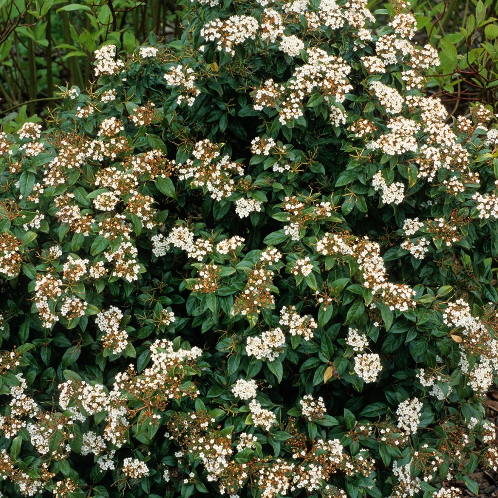Viorne, Laurier-tin - Viburnum tinus