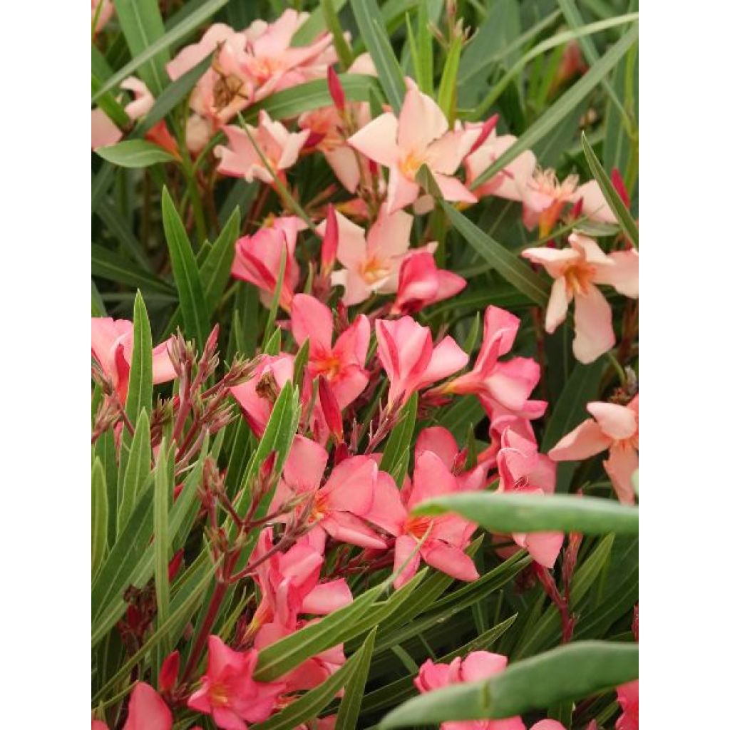 Laurier rose Papa Gambetta - Nerium oleander