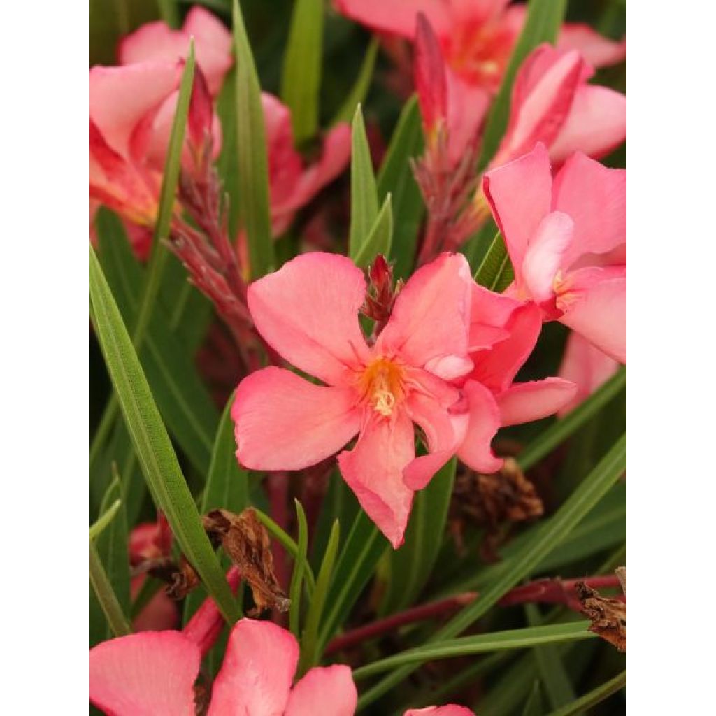Laurier rose Papa Gambetta - Nerium oleander