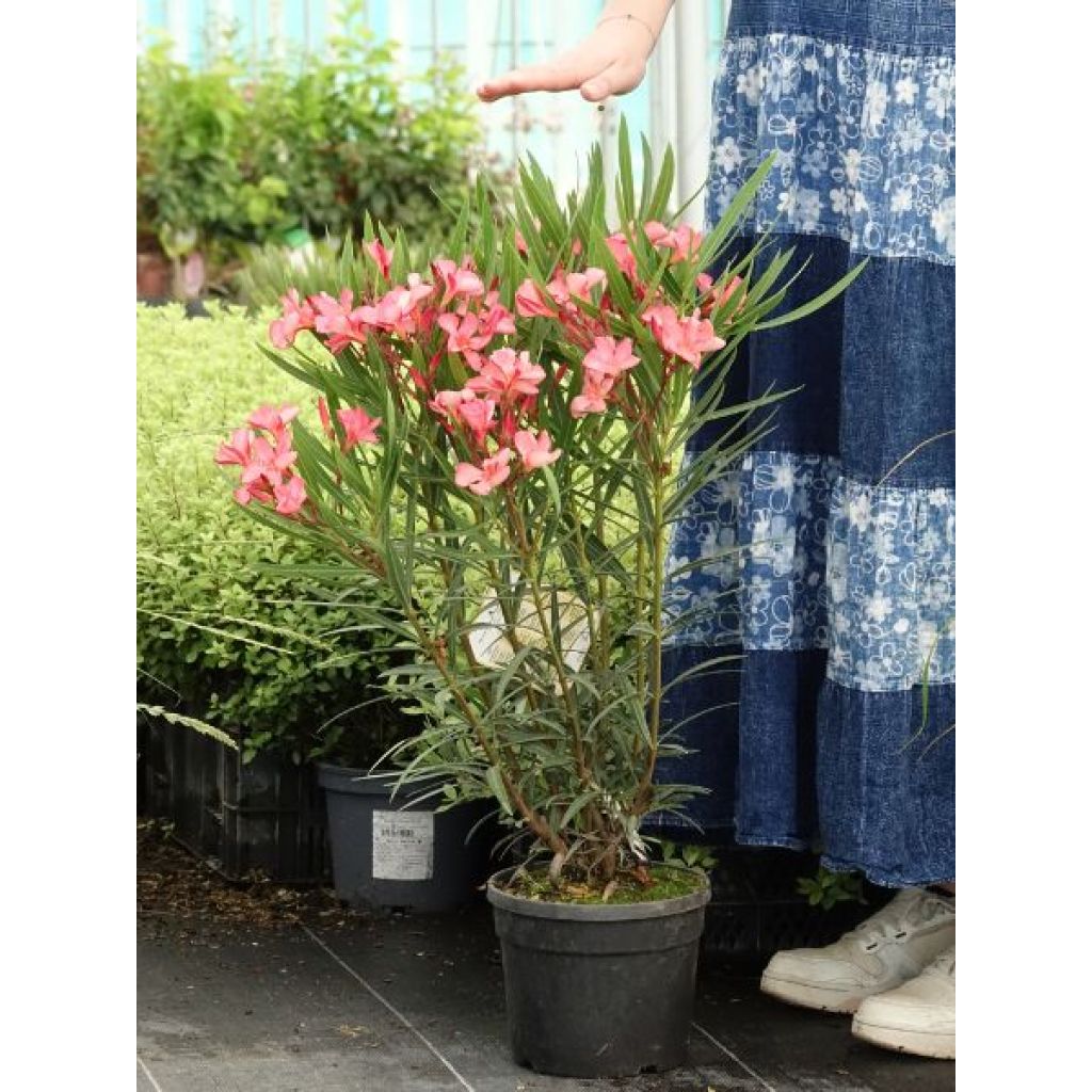 Laurier rose Papa Gambetta - Nerium oleander
