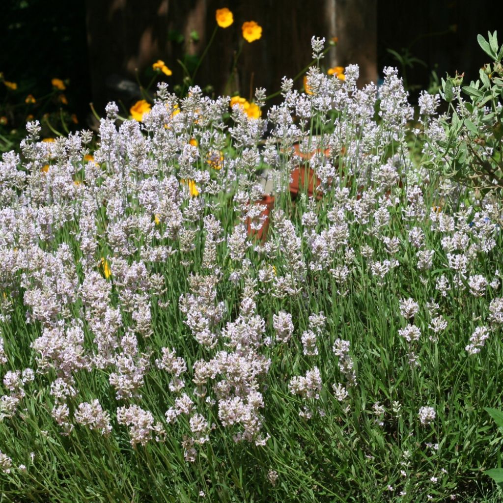 Lavande vraie - Lavandula angustifolia Rosea