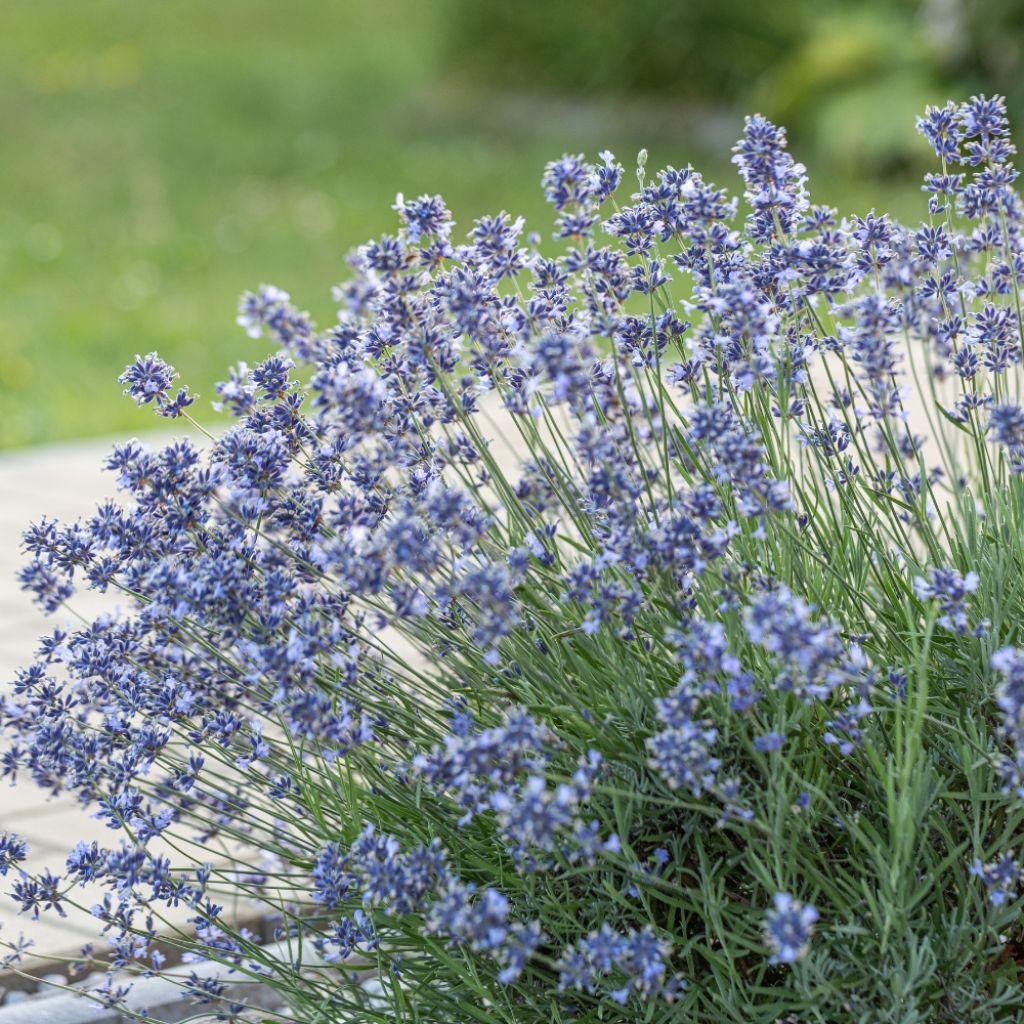 Lavande angustifolia Munstead