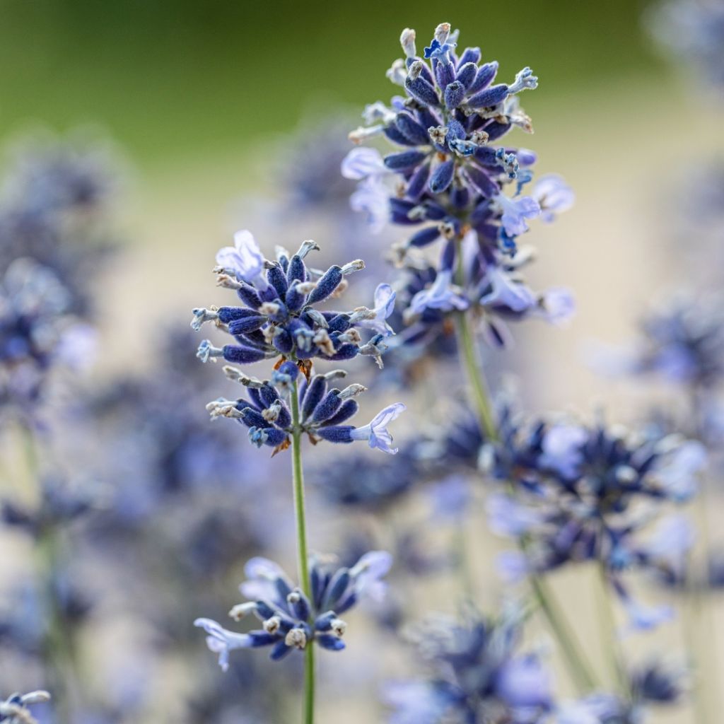 Lavande angustifolia Munstead