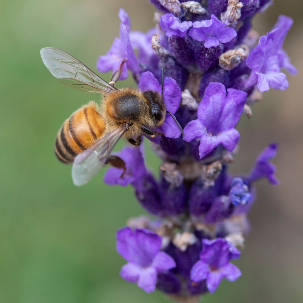 Lavande vraie - Lavandula angustifolia Hidcote