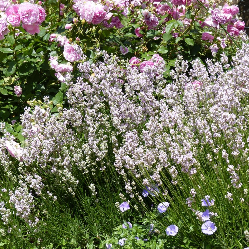 Lavande vraie - Lavandula angustifolia Rosea