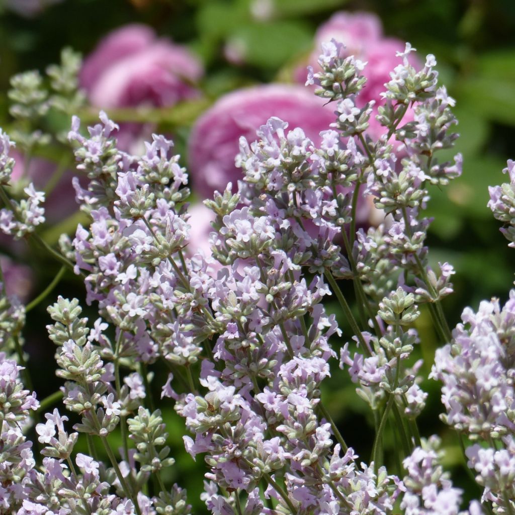 Lavande vraie - Lavandula angustifolia Rosea