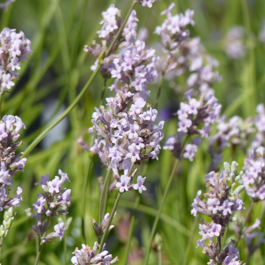 Lavande vraie - Lavandula angustifolia Rosea