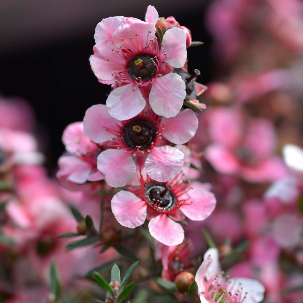 Leptospermum  scoparium Martini - Arbre à thé