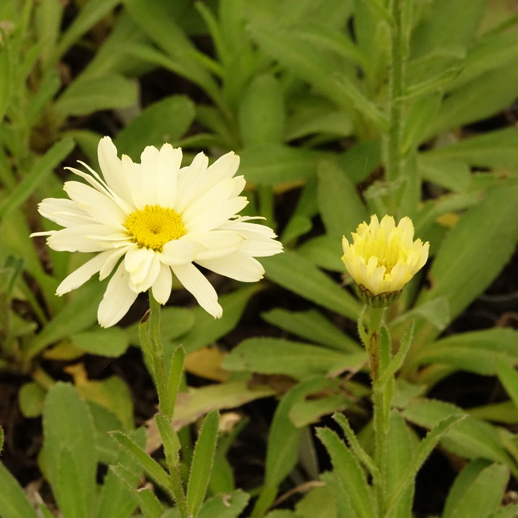 Leucanthemum Banana Cream - Grande marguerite
