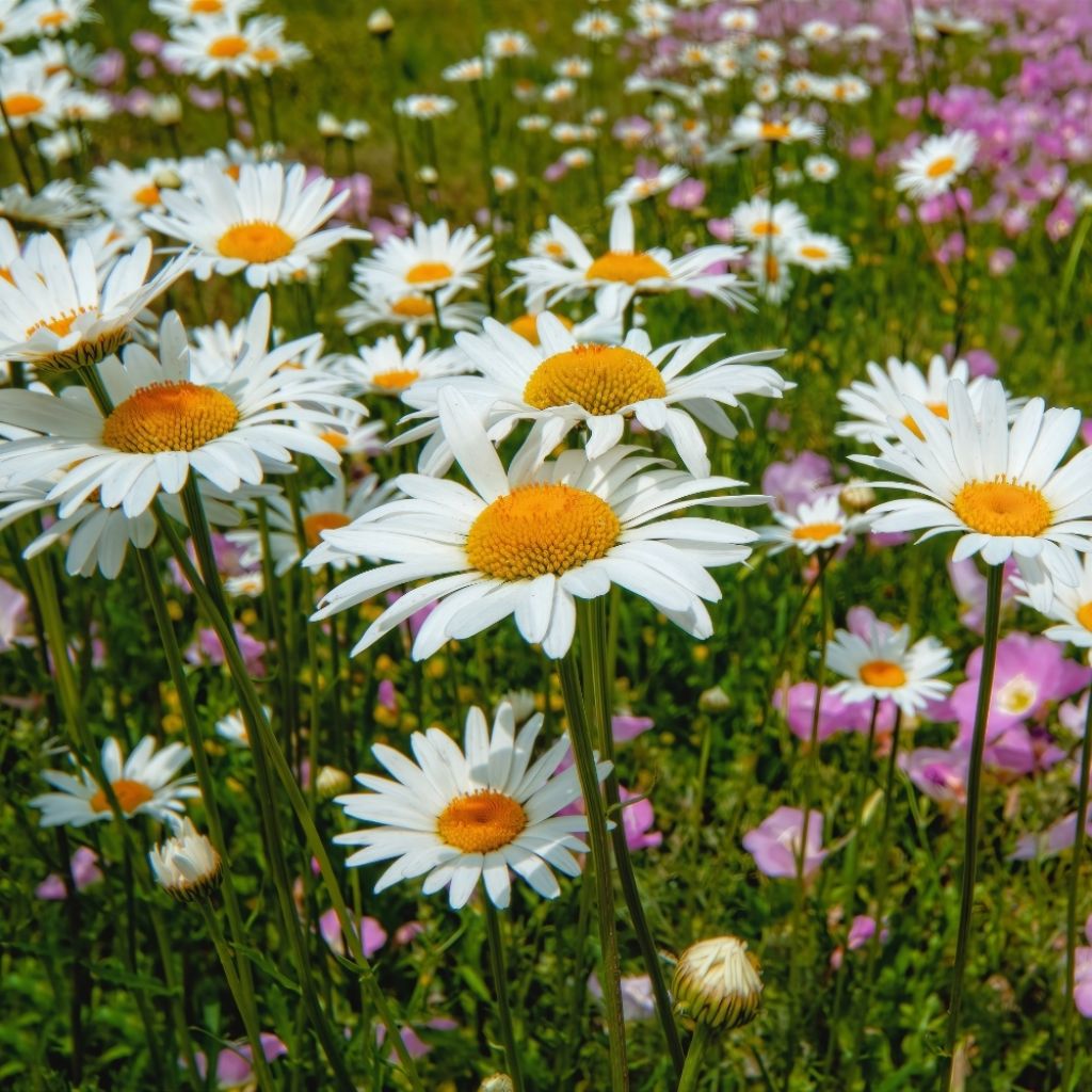 Leucanthemum superbum Becky - Grande marguerite