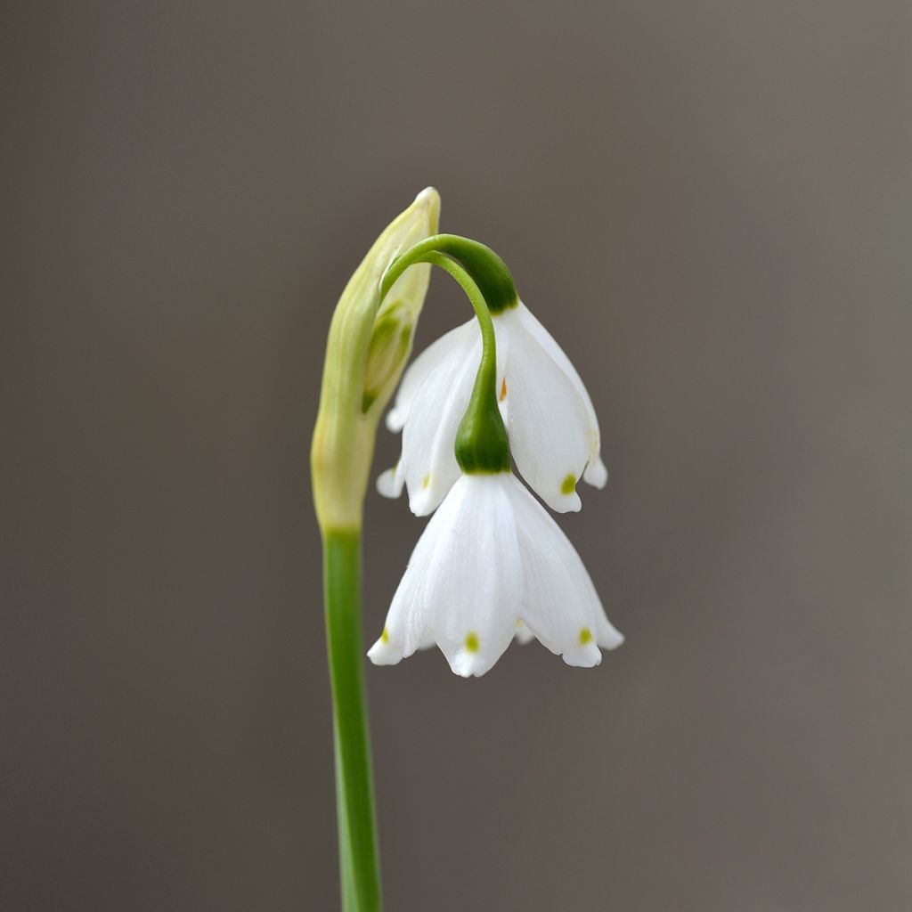 Nivéole d'été - Leucojum aestivum Bridesmaid 