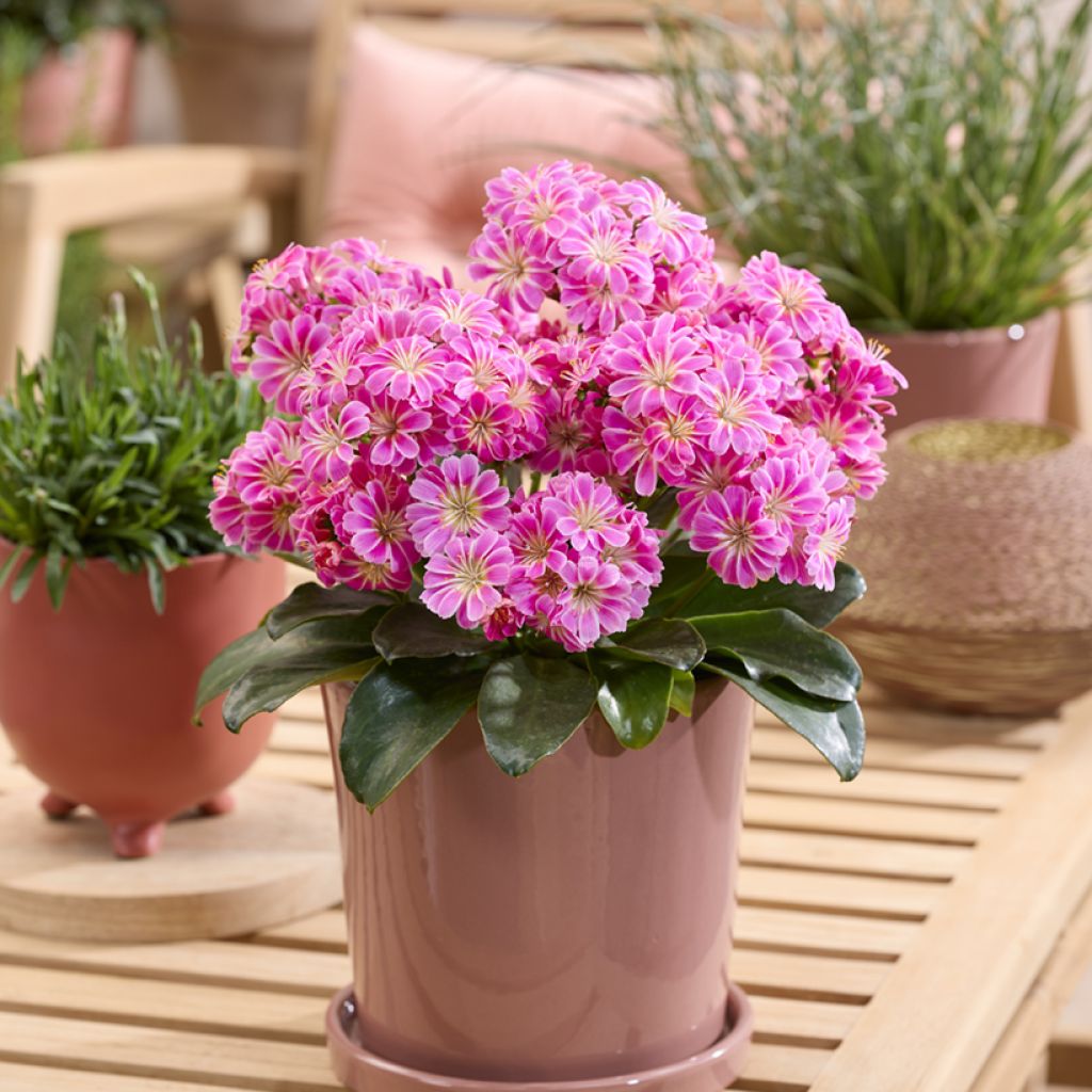 Lewisia Safira Tropic Pink