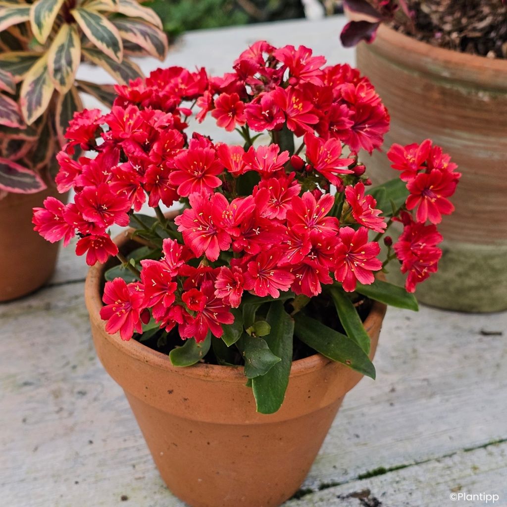 Lewisia Sunset Glow
