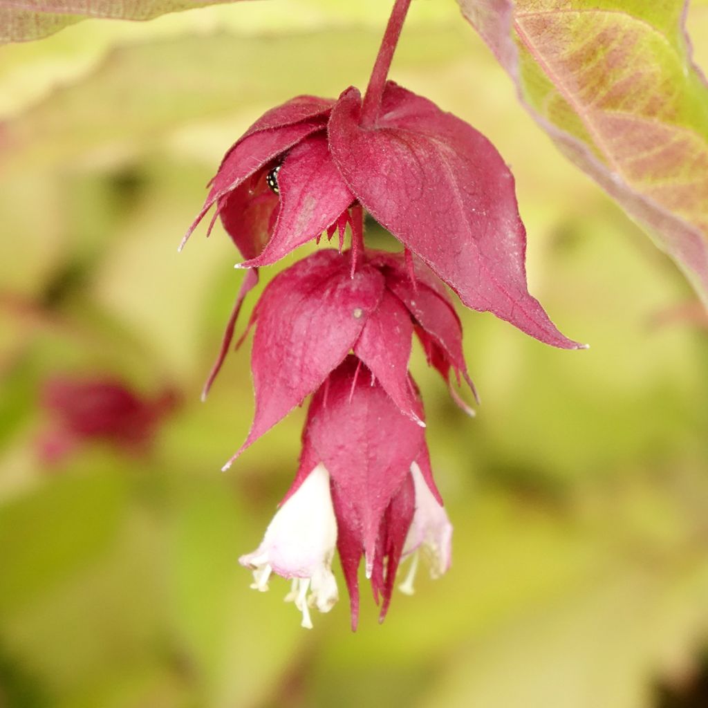 Leycesteria formosa Golden Lanterns - Arbre aux faisans