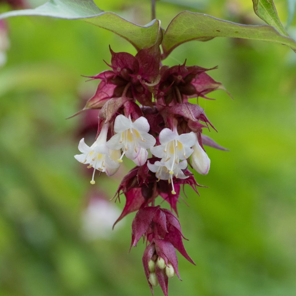 Graines d'Arbre-aux-faisans - Leycesteria formosa