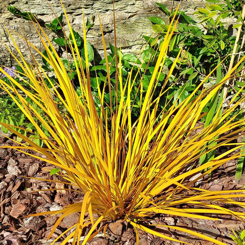 Libertia ixioides Goldfinger