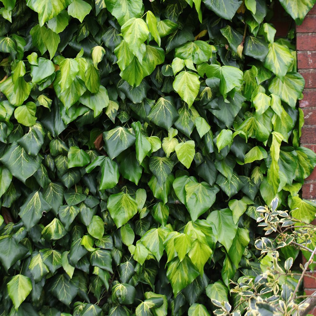Lierre de Colchide - Hedera colchica Sulphur Heart