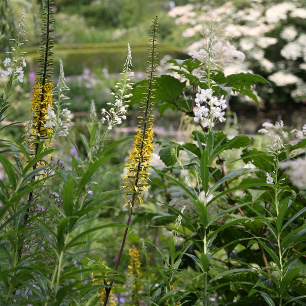 Ligulaire - Ligularia przewalskii