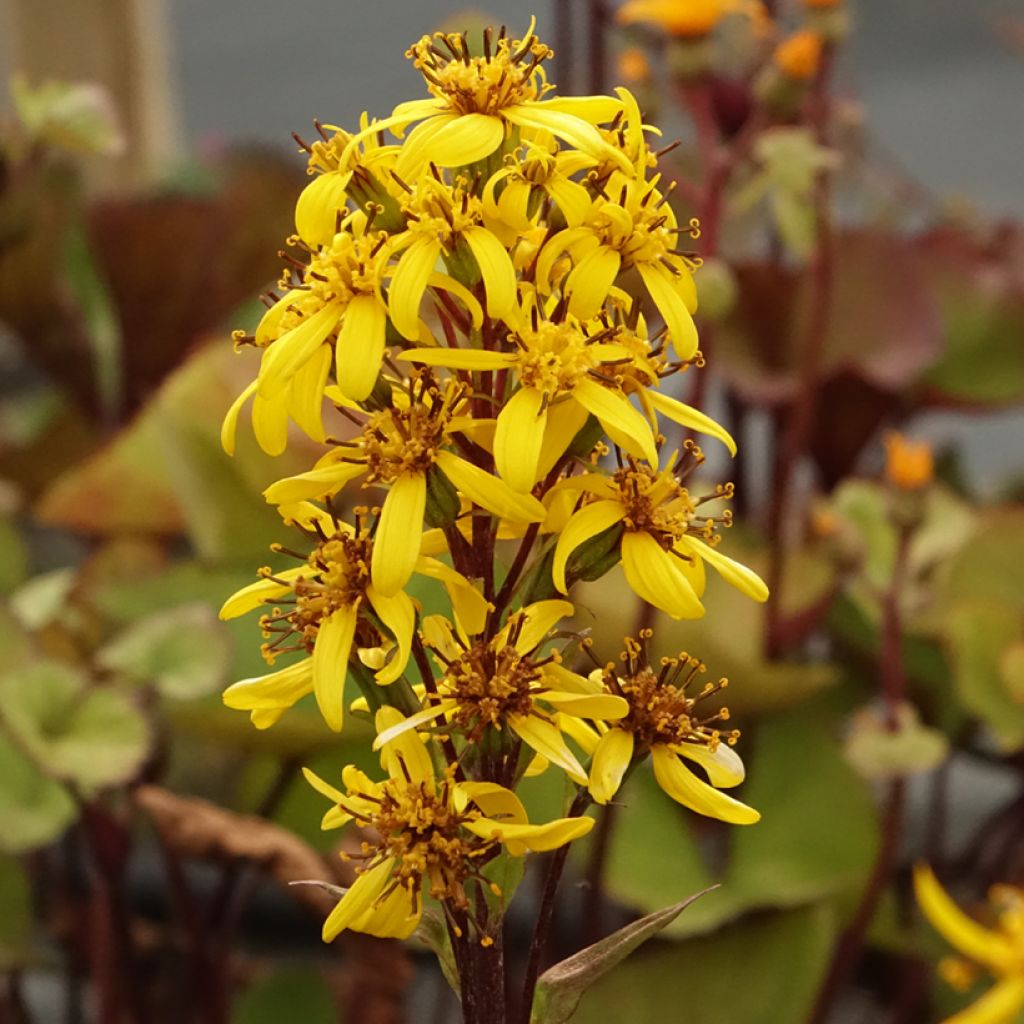 Ligulaire hessei Lanternchern - Ligularia x hessei Lanternchen