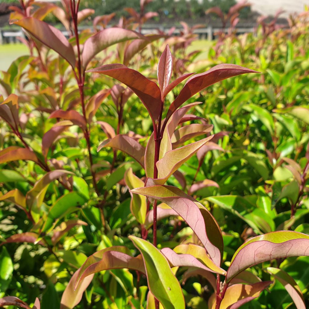 Ligustrum lucidum Green Screen - Troène brillant