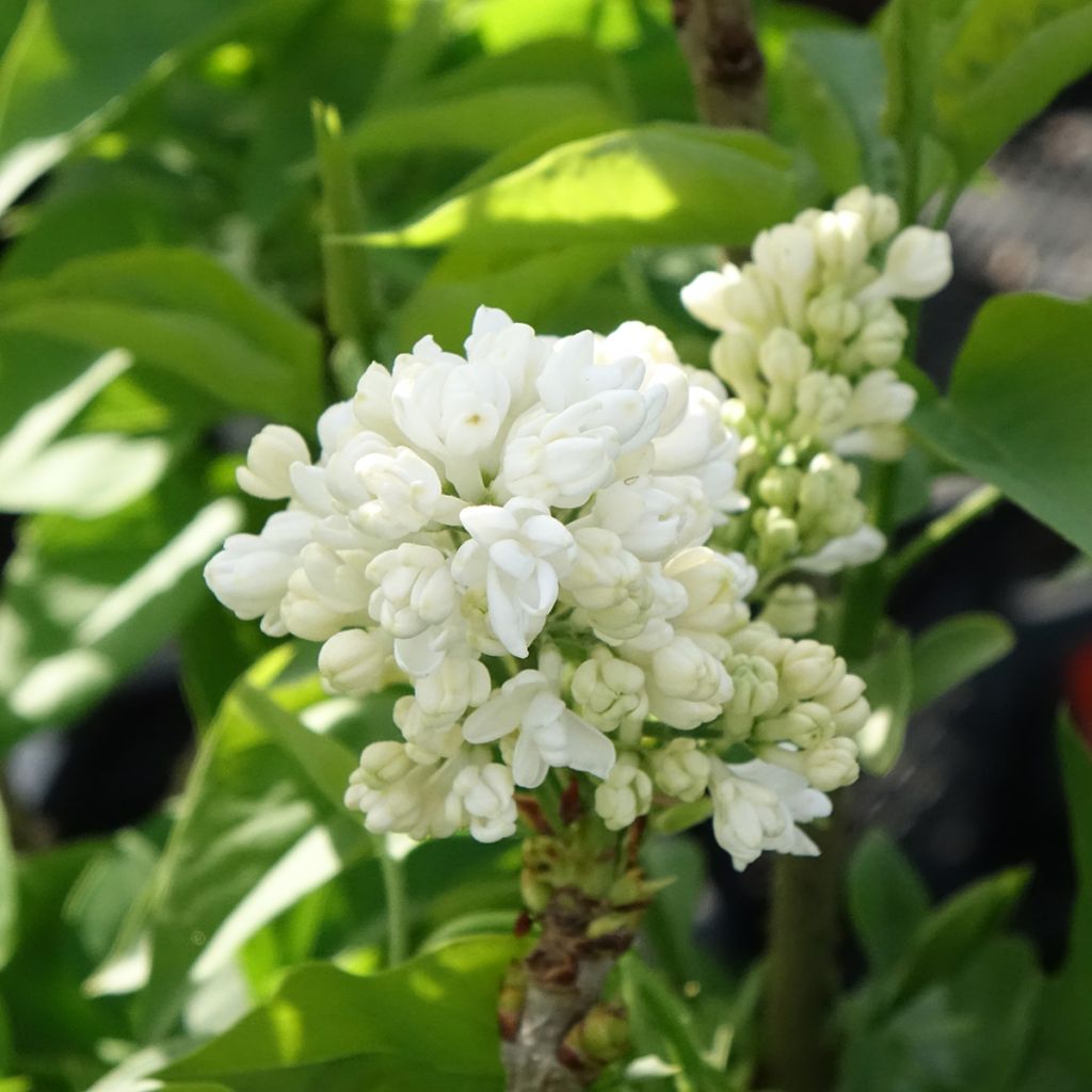 Lilas - Syringa vulgaris Madame Lemoine