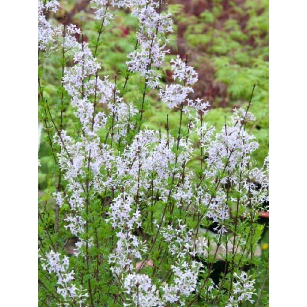 Lilas afghan - Syringa afghanica