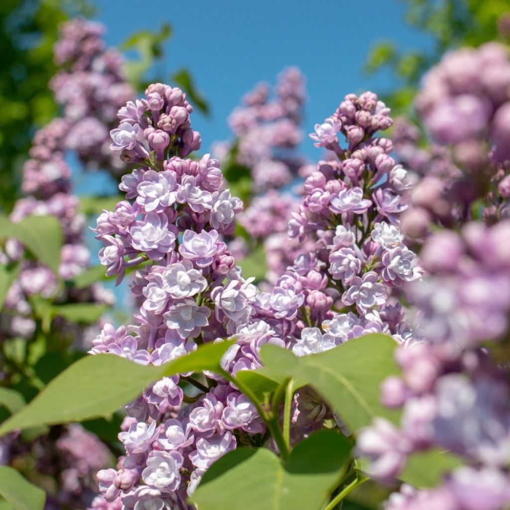 Lilas - Syringa vulgaris Michel Buchner